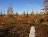 Bog in autumn