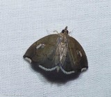 Titian peales crambid moth (<em>Perispasta caeculalis</em>), #4951