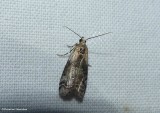 Viburnum Glyptocera Moth (<em>Glyptocera consobrinella</em>), #5745