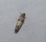 Eye-spotted bud moth  (<em>Spilonota ocellana</em>),  #2906