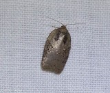 Tortricid moth (<em>Acleris</em>)