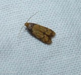 Twirler moth (<em>Gerdana caritella</em>), #1144