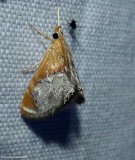 Sooty-winged chalcoela moth (<em>Chalcoela iphitalis</em>), #4895