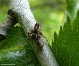 Jumping spiders (Salticidae)