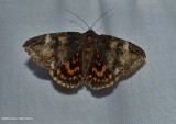 Locust underwing moth   (<em>Euparthenos nubilis</em>), #8719