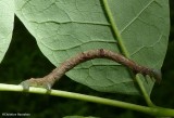 Geometrid caterpillars (Family: Geometridae) 6258 - 7605