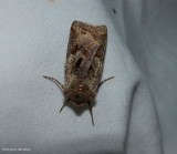 Willow dart moth  (<em>Cerastis salicarum</em>), #10996