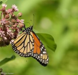 #14: Monarch Butterfly