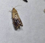 Fletchers Cydia moth (<em>Cydia fletcherana</em>), #3472