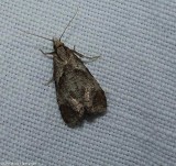 Tortricid moth (<em>Phtheochroa</em>)