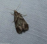 Tortricid moth (Phtheochroa)