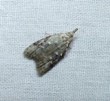 fruitworm moth (Carposina)