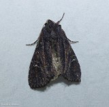Doubtful apamea moth (<em>Apamea dubitans</em>), #9367