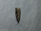 Black-crescent proteoteras moth (<em>Proteoteras crescentana</em>), #3233