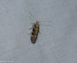 Conifer needleminer moth (Coleotechnites coniferella), #1803