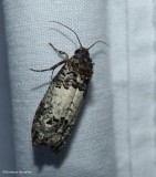 Gray-blotched epiblema moth  (<em>Epiblema carolinana</em>),  #3192