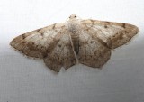 Faint-spotted angle moth  (<em>Digrammia ocellinata</em>, #6386