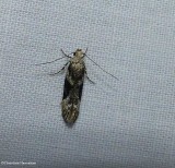 Crepuscular rock-rose moth (Neotelphusa sequax), #1881