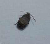 Bean weevil (<em>Amblycerus</em>)
