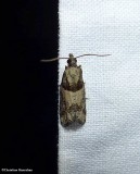 Red-striped needleworm moth  (<em>Epinotia radicana</em>,  #3269