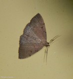 Complex fanfoot moth  (<em>Zanclognatha protumnusalis</em>), #8349