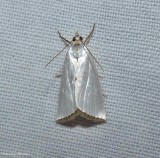 Snowy urola moth  (<em>Urola nivalis</em>),  #5464