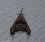 Dark-spotted palthis moth  (<em>Palthis angulalis</em>),  #8397