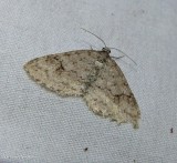Brown shaded carpet moth  (<em>Venusia comptaria</em>),  #7428