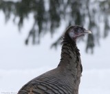 Wild turkey