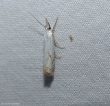 Small white grass-veneer moth  (<em>Crambus albellus</em>),  #5361