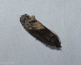 Locust twig borer moth (<em>Ecdytolopha insiticiana</em>), #3497