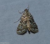Waterlily borer moth (<em>Elophila gyralis</em>),  #4751