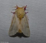 Rosy maple moth (<em>Dryocampa rubicunda</em>,  #7715