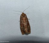 Tortricid moth (<em>Choristoneura</em> sp.)