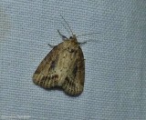 Northern cordgrass borer moth  (<em>Photedes panatela</em>), #9436