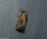Northern cordgrass borer moth  (<em>Photedes panatela</em>), #9436