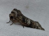 Alternate woodling moth (<em>Egira alternans</em>), #10517