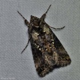 Abstruse looper moth  (<em>Syngrapha abstrusa</em>), #8940