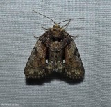 Cloaked marvel moth  (<em>Chytonix palliatricula</em>), #9556