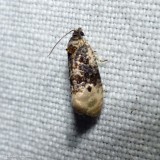 Pink-washed leafroller moth (<em>Hedya separatana</em>), #2860