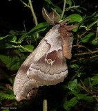 Polyphemus moth  (<em>Antheraea polyphemus</em>), #7757