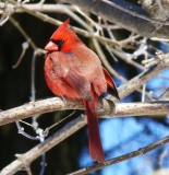 Northern cardinal, male