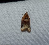 Red-banded leafroller moth  (<em>Argyrotaenia velutinana</em>), #3597 