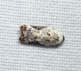Snowy-shouldered acleris moth  (<em>Acleris nivisellana</em>),  #3510