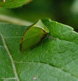 Buffalo treehopper (<em>Stictocephala bisonia</em>)