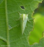 Treehopper (<em>Atymna castaneae</em>)