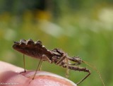 Spined assassin bug (<em>Sinea diadema</em>)
