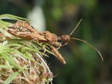 Spined assassin bug (<em>Sinea diadema</em>)