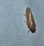 Leafhopper (<em>Ponana rubida</em>)
