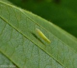 Leafhopper (<em>Dikrella scimitar</em>)